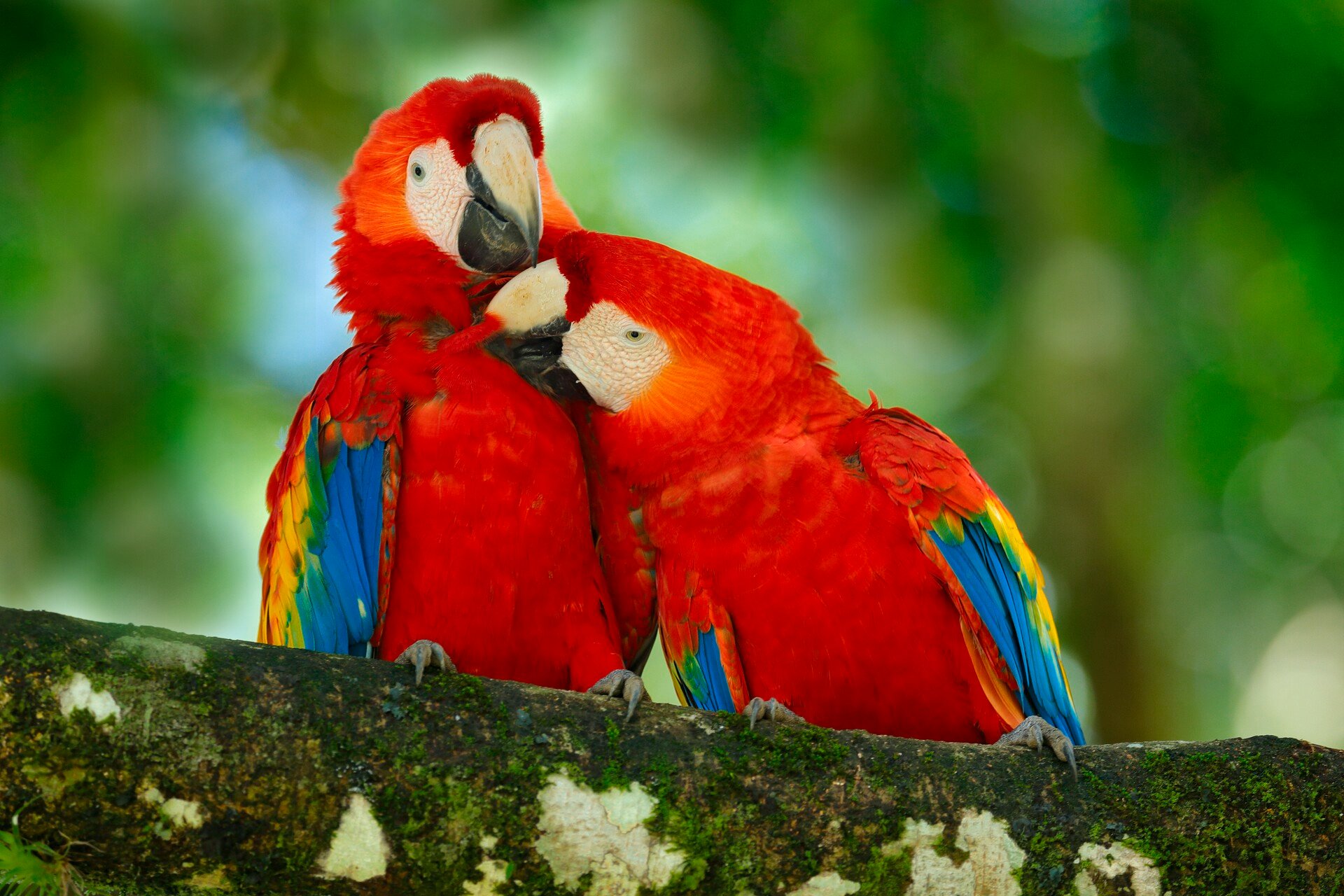 costa rica wildlife tour packages
