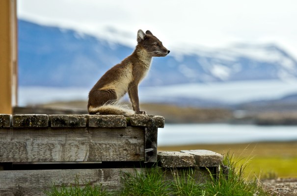 Ny lesund, Arctic fox