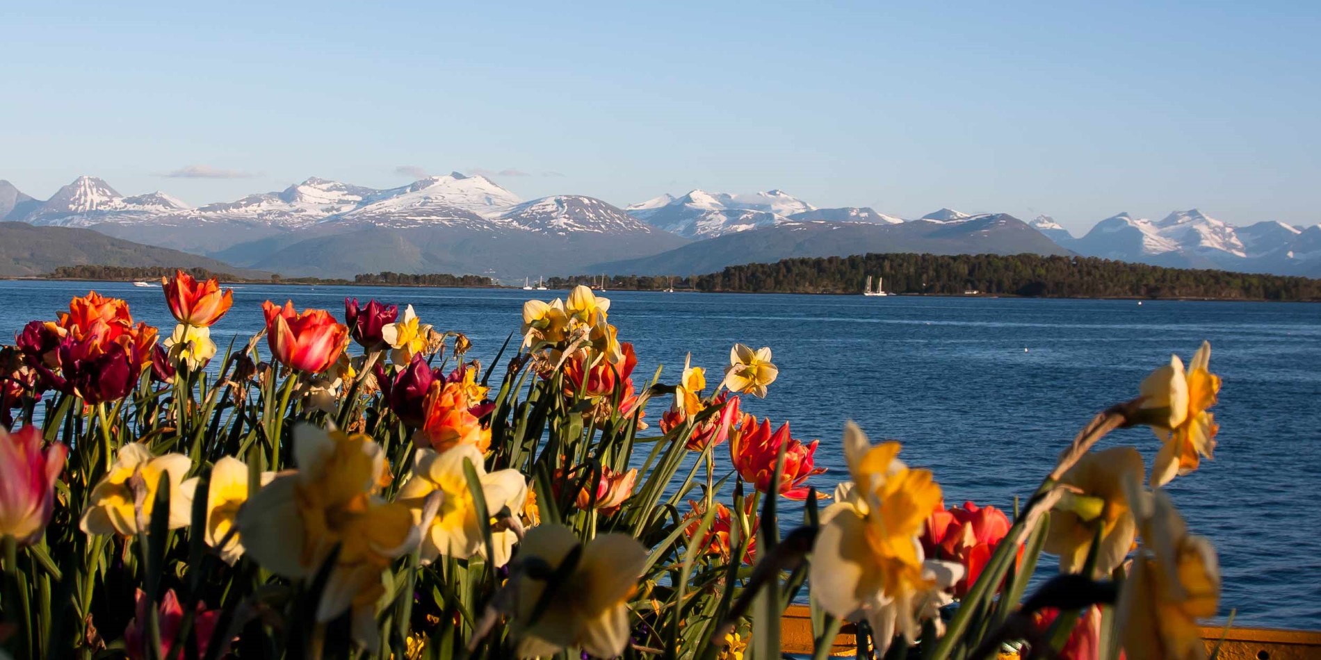 Molde, Norway flowers at the harbour