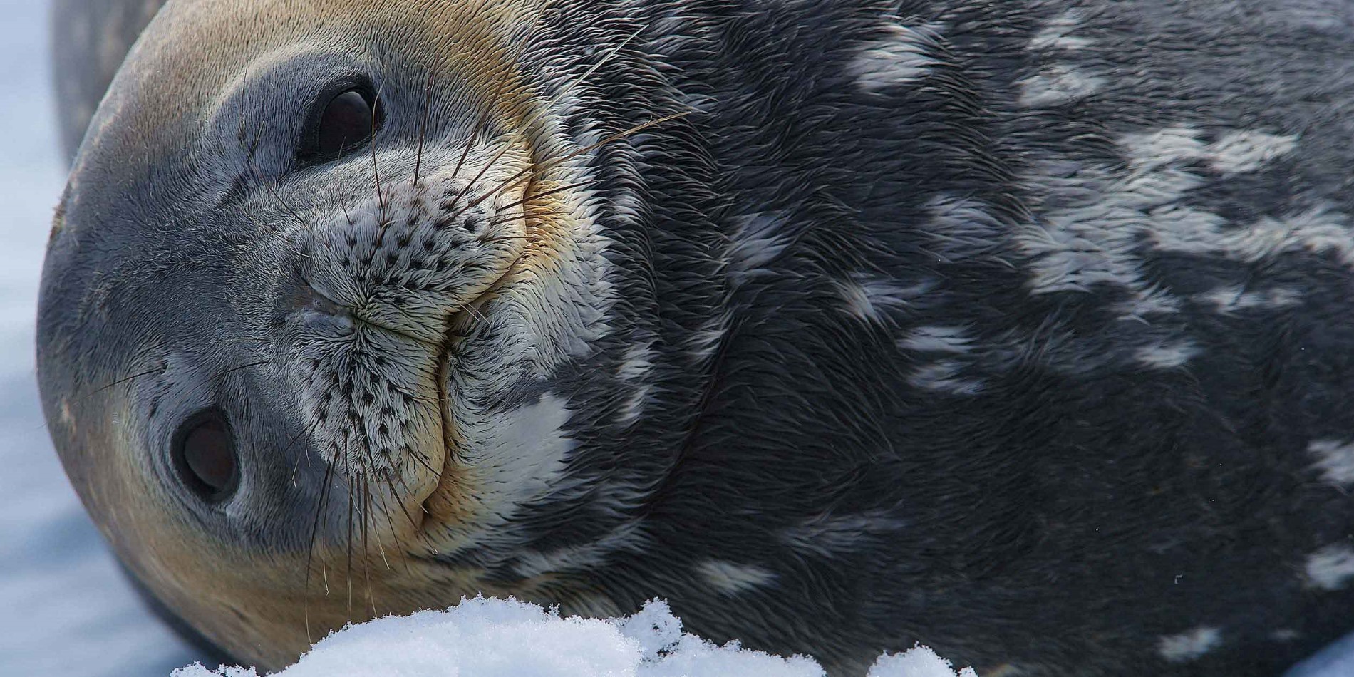 Close-up photo of a seal in Antarctica