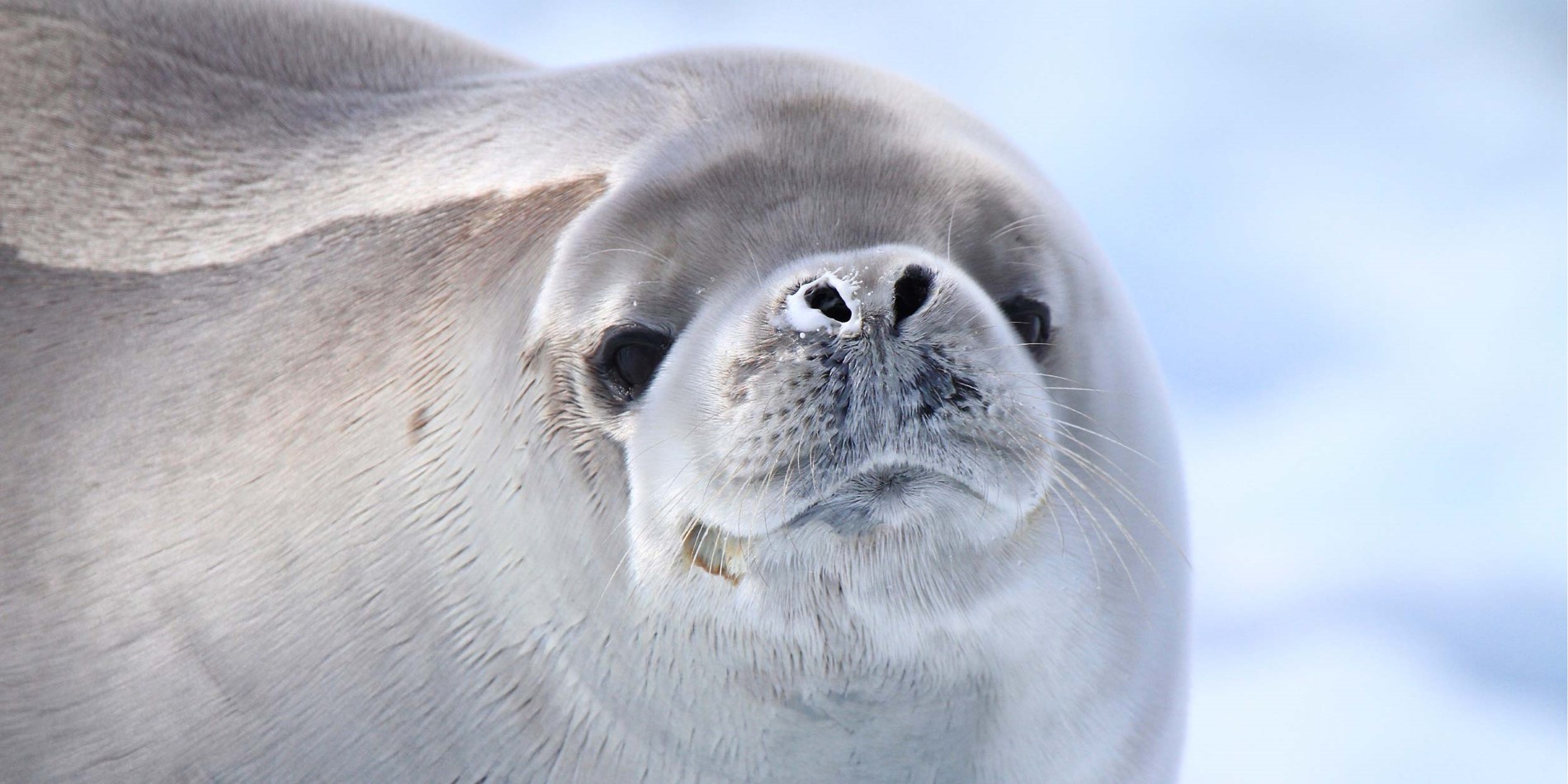 A crabeater seal in Antarctica