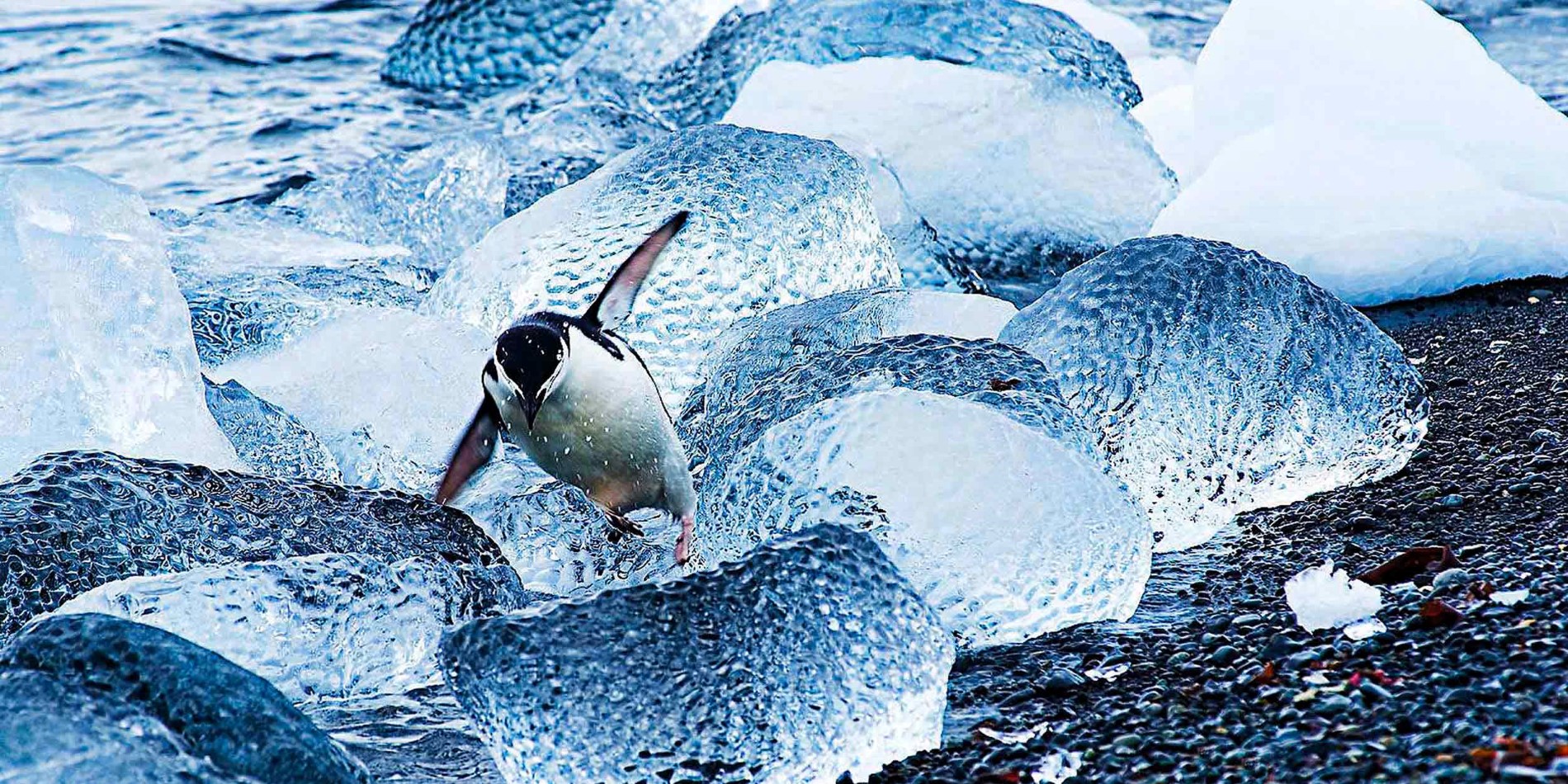 Antarctica is ideal for penguin lovers