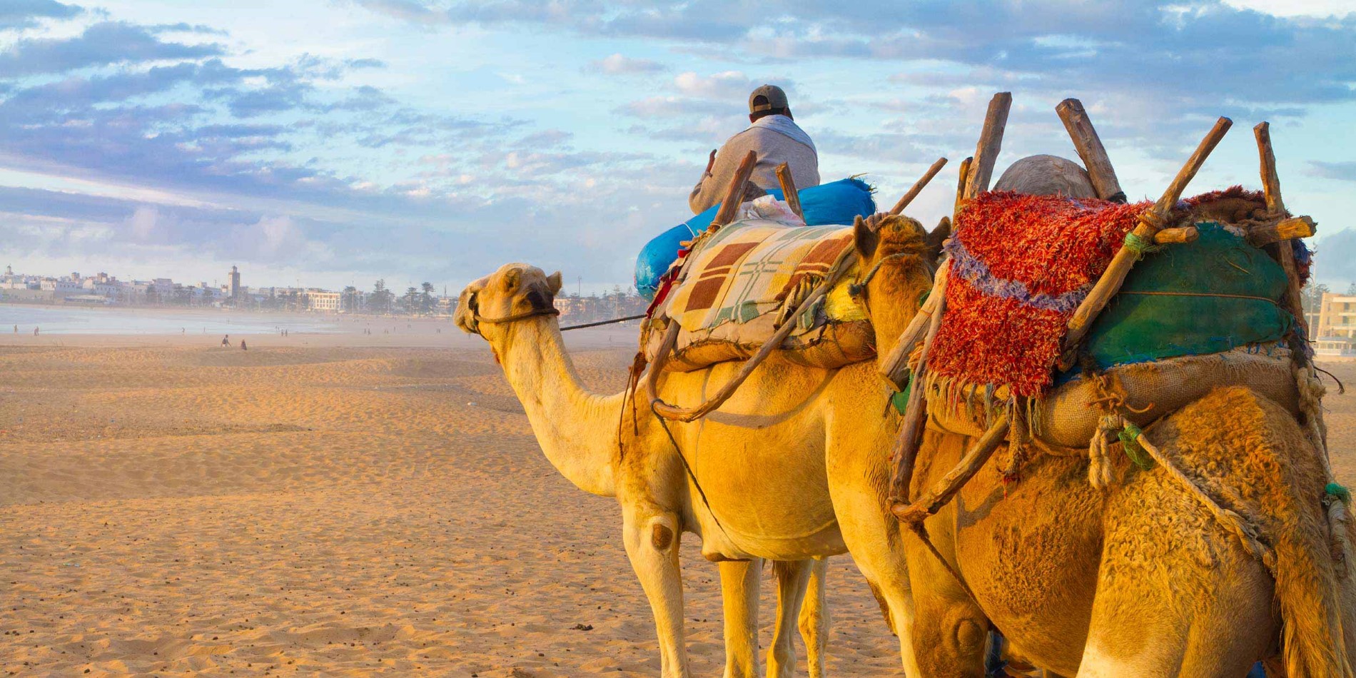 Camel caravan at the beach in Morocco