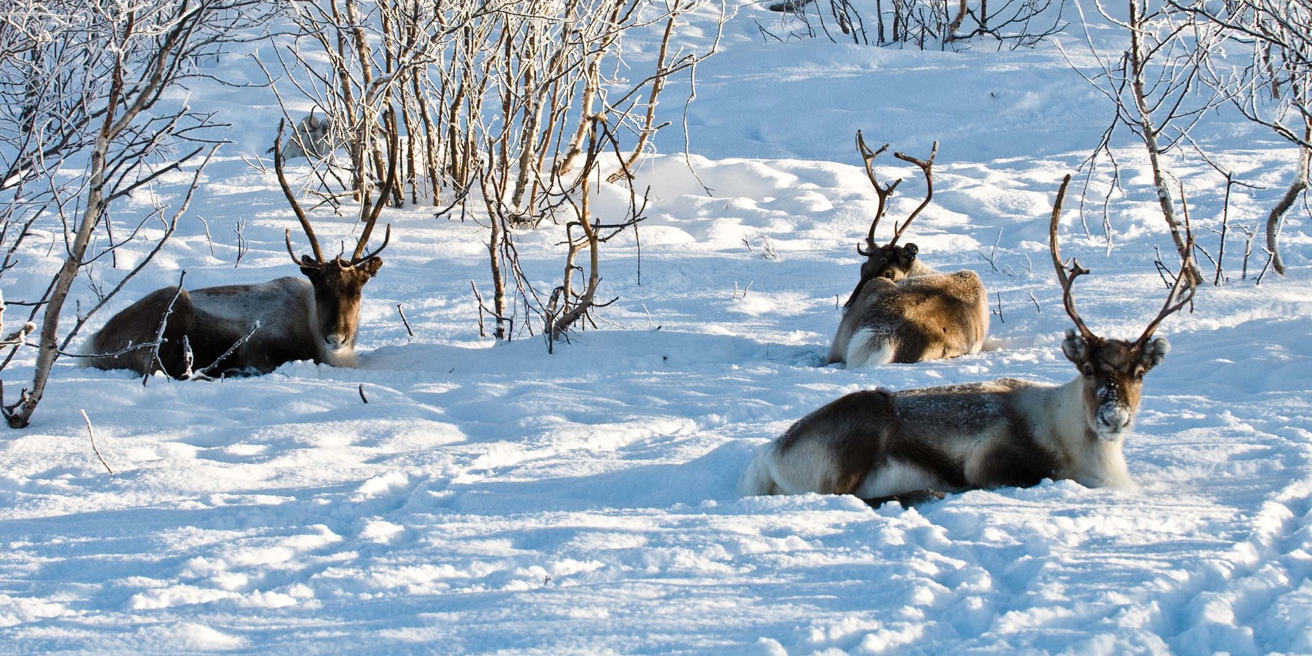 Reindeer is well adapted to live in the Northern hemisphere 