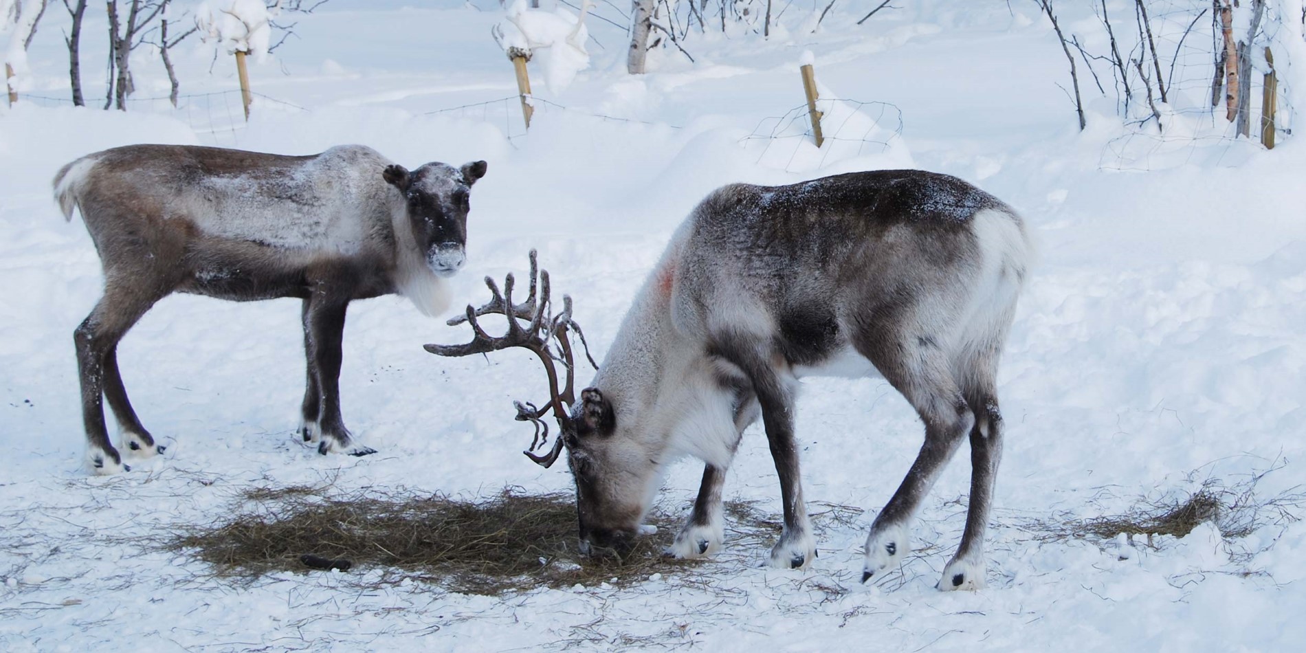 Reindeer feed by digging through the snow during winter